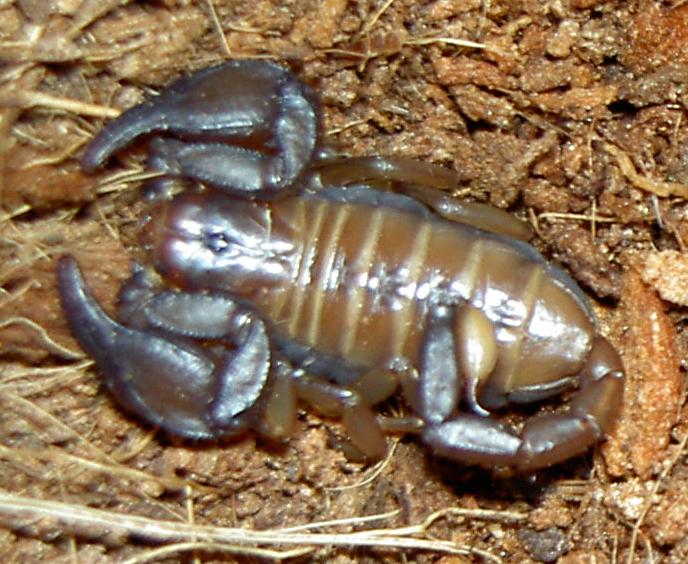 Euscorpius balearicus